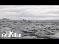 Humpback Whale Briefly Takes Kayaker Into Mouth Before Spitting Him Out