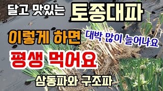 토종대파 이렇게 하면 평생 먹어요 대파 옮겨심는방법 삼동파와 구조파 늘리는방법 대파심는시기 달고 맛있는 대파…