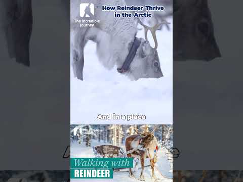 Unlock the Secrets of the Arctic: Reindeer Vision Revealed!