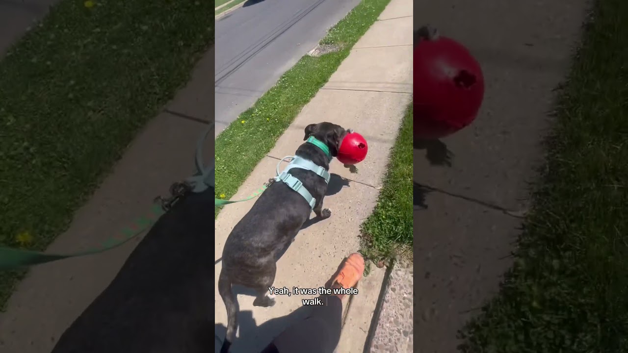 GROOT, a ADOPTABLE mixed breed in Philadelphia, PA video 2/5