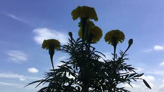 Marigold 20170901