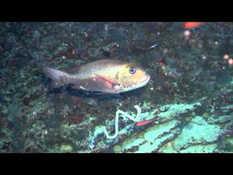 Anemon Thila, Anemon Thila,Malediven