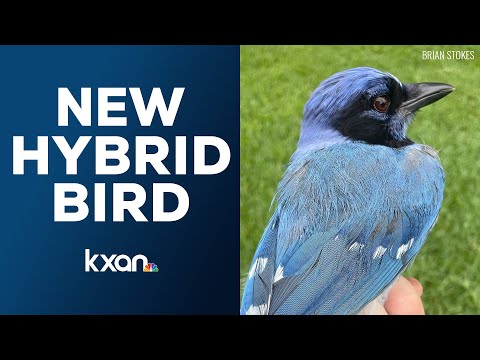 What is a 'Grue Jay'? New hybrid love child of Blue and Green Jays