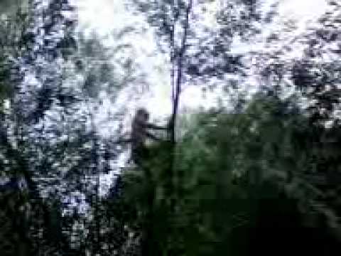 vali si ai lui tovarasi