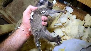Removing Raccoon babies (Kits) from an attic
