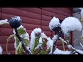 Easy growing figs in a cold climate. Grow figs in Canada with ease.