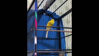 Download lagu kenari gacor bikin emosi, keluarkan semua materi mp3