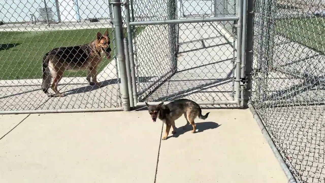 Enlarge BEATRICE (AVAILABLE SEPT. 25), a Adopted mixed breed in Wasco, CA video 6/6