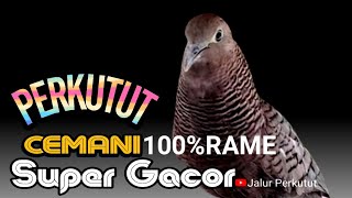 Download lagu Perkutut cemani gacor suara besar - BIKIN KETAGIHAN mp3