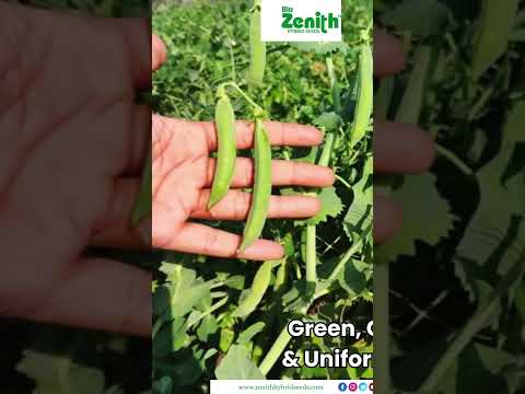🌿 Matar ZH-10 – The Choice of Smart Farmers! 💚