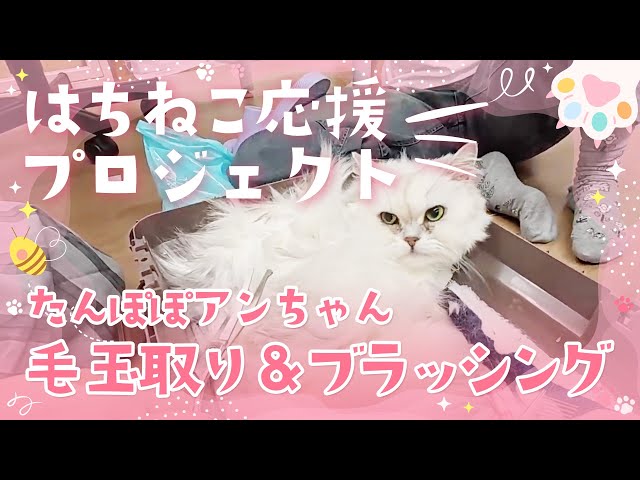 限定公開版　たんぽぽアンちゃん 玉取り&ブラッシング