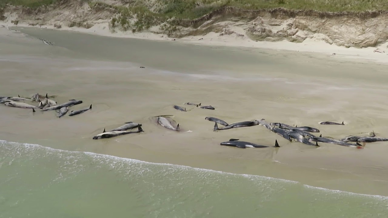 Mass pilot whale stranding at Rakiura/Stewart Island - YouTube
