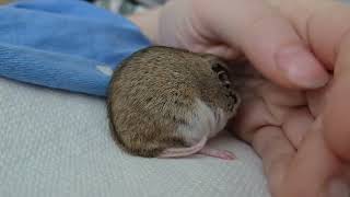 hamster makes clicking sounds (i don't understand her)