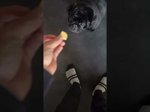 Veganer käse für Kylo😂 #montanablack #kylo