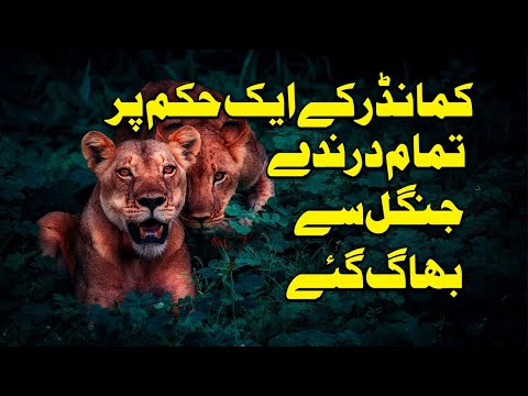 Tunisia Kairouan city history || Aqaba Bin Nafi built the Qerwan City || Qerwan Sheher Kesy Bana