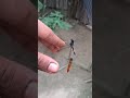 ফড়িং Dragonfly Superslowmotion Beautiful Tranding Viral Bangladesh Religion Tiktok