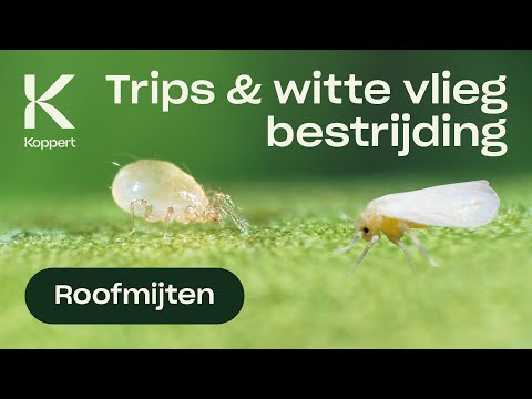 トリップ＆ウィット・ブリーフィング・アンブリセイウス・スワルスキー (Trips & witte vlieg bestrijden met roofmijt Amblyseius swirskii)