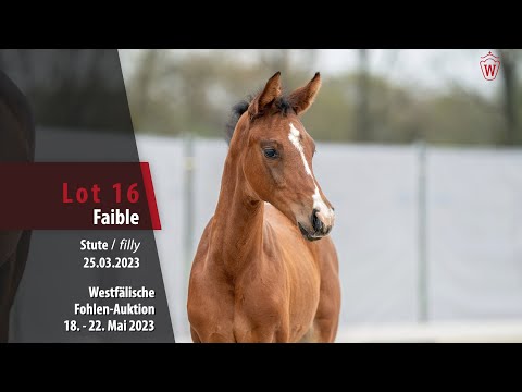 Online Auktion Lot 16 Faible Stute v. Franz Joseph Junior - Quantensprung