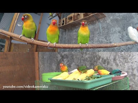 Lovebirds Activity - Meal Time and Play - Multicam