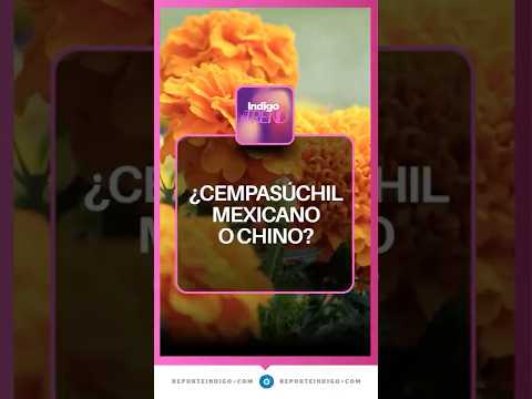 ¿Tu flor de cempasúchil es mexicana o china? Así puedes saberlo | Reporte Indigo