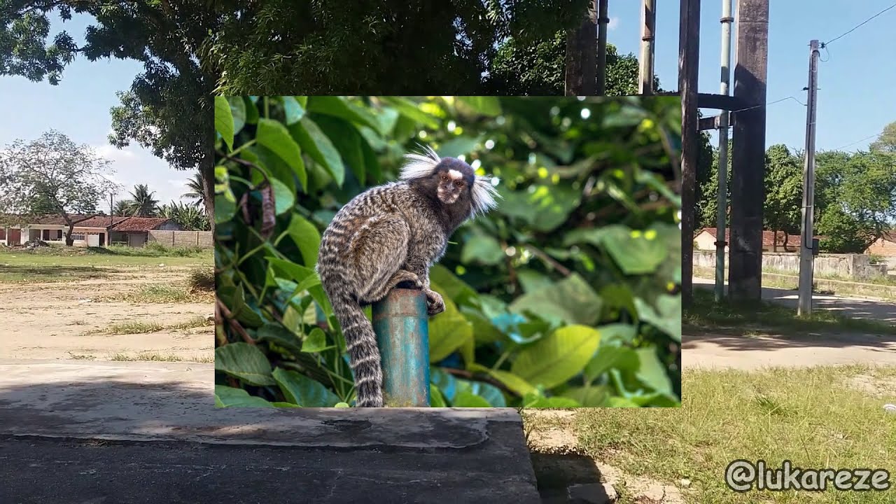SONHAR COM MACACO SAGUI SIGNIFICADOS
