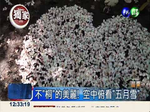 不"桐"的美麗! 空中俯看"五月雪"