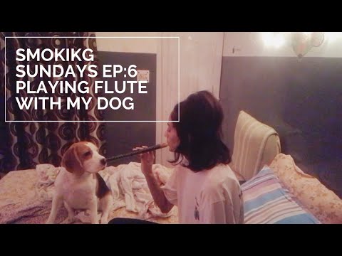 🔥💨🌈 SMOKING SUNDAYS EP:6 // PLAYING FLUTE WITH MY BEAGLE DOG