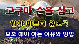 [텃밭농부 1,481]  고구마를 심고 잎을 보호하는 이유와 방법. 마르면 안된다. #고구마재배