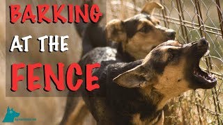 How to Stop Your Dog Barking at the Fence