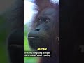 WHEN AGAIN WILL YOU BATHE WITH ORANG UTAN URINE 1