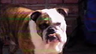 the flys   crush 'em