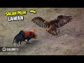 Shocking Everyone This Is What Happens When A Chicken Fights An Eagle
