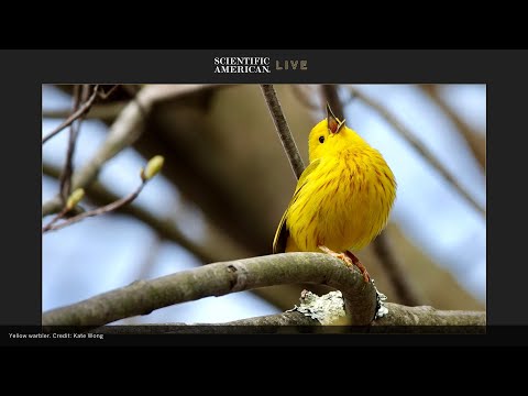 Bird Migration and Song: SciAm LIVE