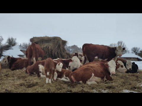 Ходим по гостям всех кастрируем/семья Фетистовых
