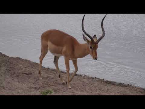Djuma: Impala herd - 09:16 - 10/03/18