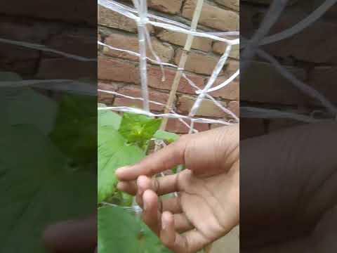 flower bale cutting #cut #flower #bale