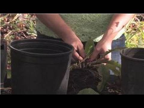 Gardening Tips : How to Care for a Streptocarpus
