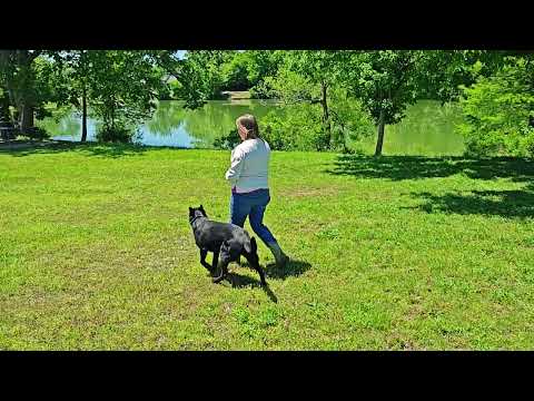Offsite Obedience Is No Problem For "Bling" 2 Yrs Old