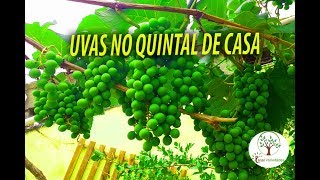 Miniatura do vídeo