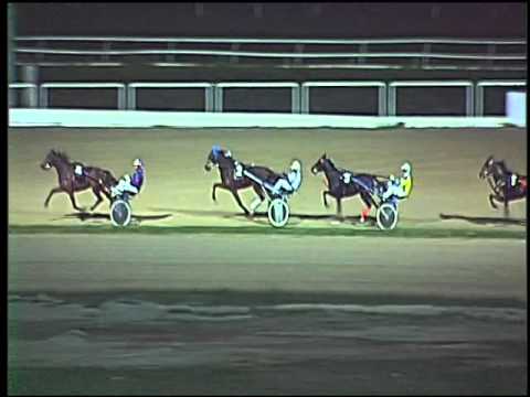 Trotto 15/11/2015 -  prova di qualifica & riqualifica