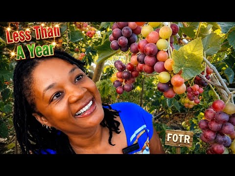 Grapevines Thriving in Under a Year Using 5-Gallon Buckets