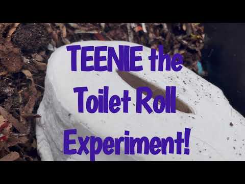 Worm Bin Toilet Paper Experiment