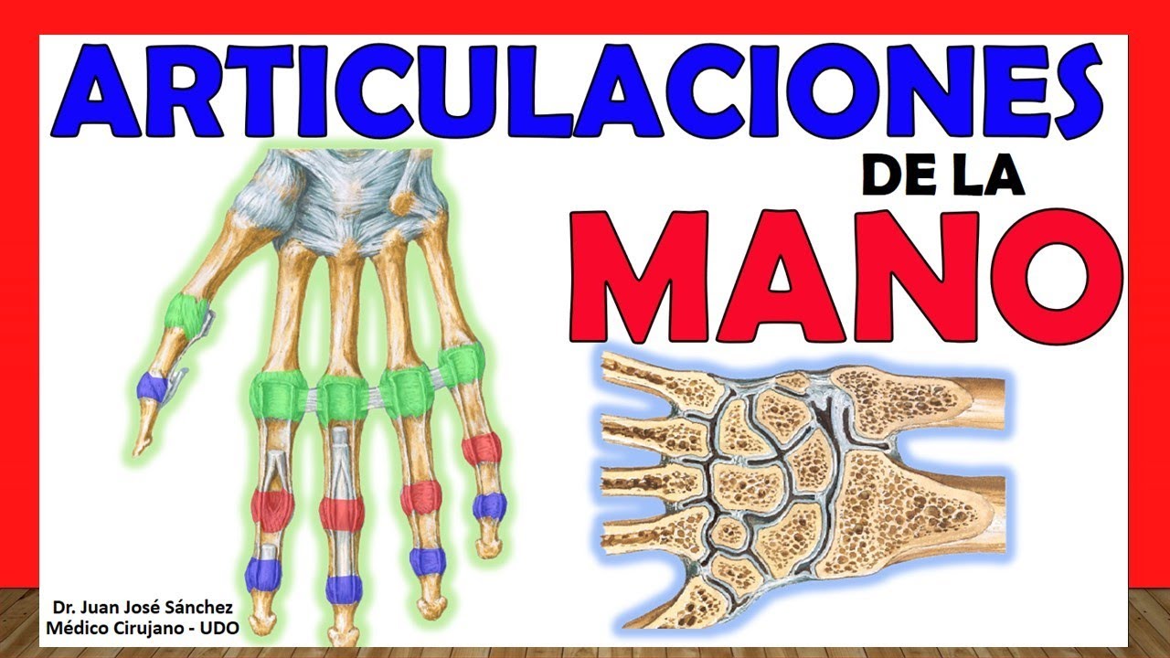 Watch ?? ARTICULACIONES DE LA MANO. (Carpianas, Carpometacarpianas, Metacarpofalangicas e Interfalangicas) Now ?? ARTICULACIONES DE LA MANO. (Carpianas, Carpometacarpianas, Metacarpofalangicas e Interfalangicas)