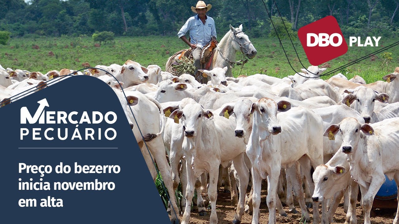 Reposição em alta: chegou a vez do bezerro e demais categorias