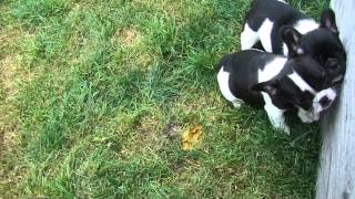 My beautiful Rainbow litter of French Bulldogs ..Blues, Chocolate Lilac and Black & Whites:)
