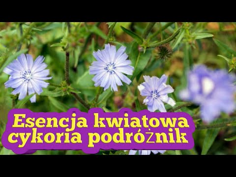 135. Esencja Kwiatowa Cykoria Podróżnik Jak Zrobić Plus Zastosowanie