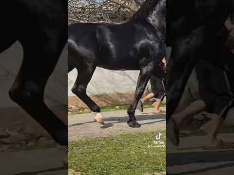 , title : 'One of the most beautiful horse 😍, Beautiful Black Horse #shorts #short #viral #trending'