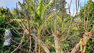 How I PRUNE FIG Trees For Easy Reach & Maximum Crop