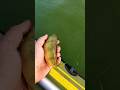 Video Thumbnail for #backflip perch! #shorts #fishing #shorts