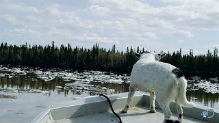 Traversing an Ice-Filled River with a Deadly History